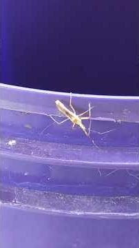 Zelus luridus da ordem Hemiptera família Reduviidae!