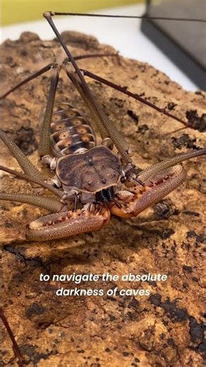 The Tailless Whip Spider #wildlife #arachnids #WildlifeFacts