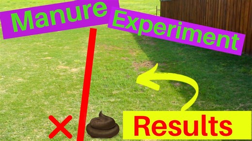 Manure Fertilizer Experiment Results
