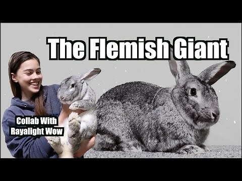 Learning about Rabbit Breeds : The Flemish Giant