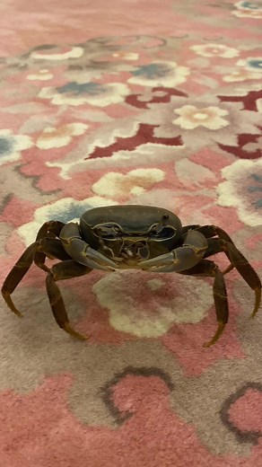 Funny Crab Trend with Denazer
