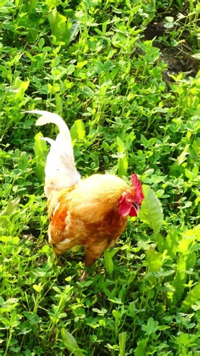 beautiful rooster sounds and call #roosterfarm #rooster #chicken