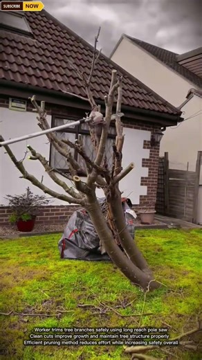 Tree Pruning Process Using Pole Saw For Clean And Safe Cuts