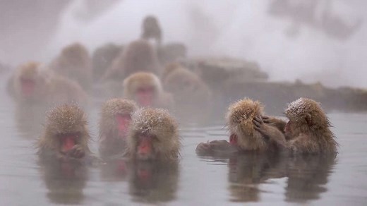 Monkeys Celebrate ‘Good Bath and Onsen Day’ in Japanese Hot Spring