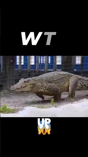 Crocodiles Can Run Faster Than You Think!