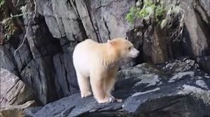 No need for a fishing rod when you are as agile as this spirit bear from the Great Bear Rainforest! Video: Spirit Bear Lodge Klemtu - http://bit.ly/218DB0Y Destination British Columbia | Canada Keep Exploring