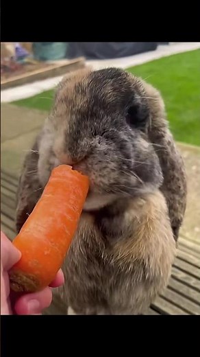 This Rabbit Looks Like a Dog 😳🐰 | Flemish Giant Rabbit