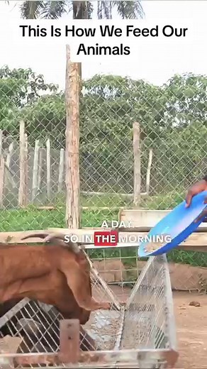 369K views · 4.4K reactions | Goat Feeding Routine: 3 Meals a Day. Contact us on +233241177677 #goatfeeding #goatpellets #grassgrazing #haydiet #dailyroutine #farmlife #animalcare #livestockfarmer #farminginafrica #ghanatiktok #fyp | Farming In Africa | Facebook