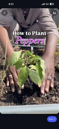 Stronger Pepper Plants: Key Planting Steps for Bigger Yields