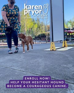 106 reactions · 3 comments | Hesitant Hounds LIVE! virtual class with...