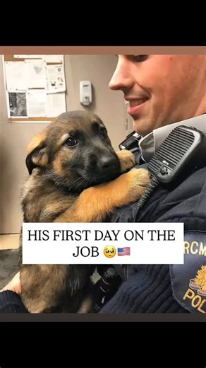 animal paws | I can’t even begin to explain how proud I am of this little guy. From the tiny furball who used to trip over his own paws… to this brave,... | Instagram