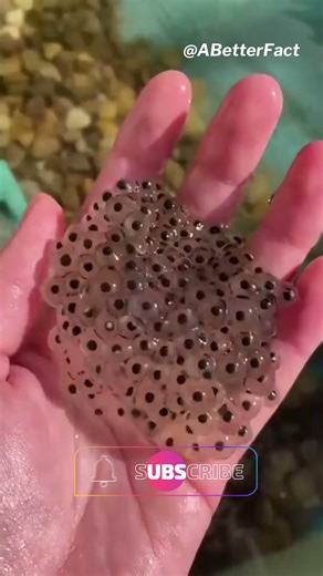 Massive Frog Egg Cluster Discovered – So Satisfying!!