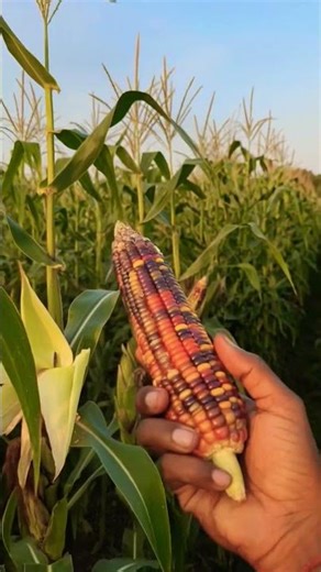 multicolor corn 🌽 #trendingshorts #trending #ytshorts