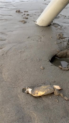 Just as promised, here are the most recently approved Razor Clam digging dates and tides! Jan. 15, Thursday, 4:35 p.m.; 0.4 feet; Long Beach, Twin Harbors, Mocrocks Jan. 16, Friday, 5:14 p.m.; 0.0 feet; Long Beach, Twin Harbors, Copalis Jan. 17, Saturday, 5:50 p.m.; -0.3 feet; Long Beach, Twin Harbors, Copalis Jan. 18, Sunday, 6:24 p.m.; -0.5 feet; Long Beach, Twin Harbors, Mocrocks Jan. 19, Monday, 6:57 p.m.; -0.5 feet; Long Beach, Twin Harbors, Mocrocks Jan. 20, Tuesday, 7:29 p.m.; -0.4 feet;