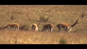 Porque amar lo nuestro, va más allá de conocer. Amar significa sentir, vivir, respetar y compartir nuestro milenario legado. En Nina Design le damos valor a lo único y autentico que tenemos, nuestros orígenes, apoyando la difusión de nuestros saberes a través de diferentes técnicas entre ellas el Tejido, "AWACKUNA" Maco Calderón, Diseñador de Moda y artesano de la indumentaria, nos compartirá como con su trabajo y pasión como va contribuyendo en revalorizar nuestra cultura andina. Los esperamos 