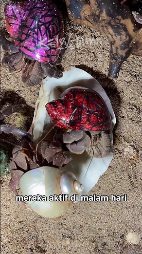 What do hermit crabs eat? #hermitcrabs #turtle #crabsearch #adventure #rivercrab #animals