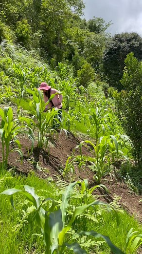 529K views · 29K reactions | Beautiful Kitchen Garden #minivlog | Angkur Marak | Facebook