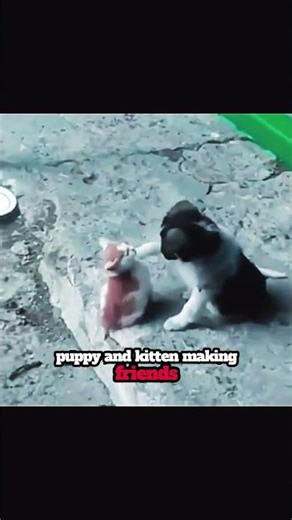 puppy and kitten friendship #puppy #kitten #animals #dog #cats #cat #cutecat #dogshorts