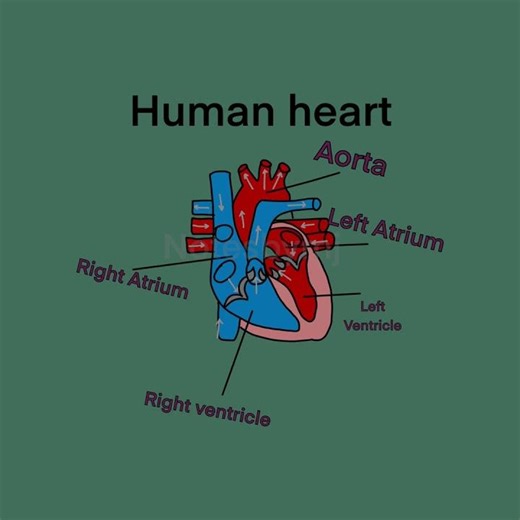 Human Heart Diagram Explained | 30-Second Biology Short