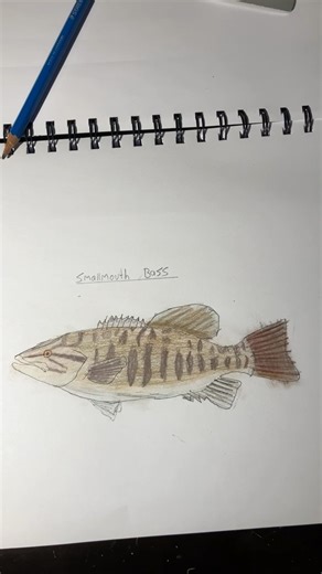 Part 23 of drawing every fish I’ve caught smallmouth bass #fishdrawing #fishinglife #foryou