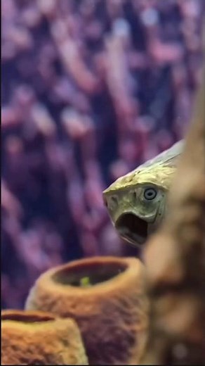 The First Armored Fish on Earth