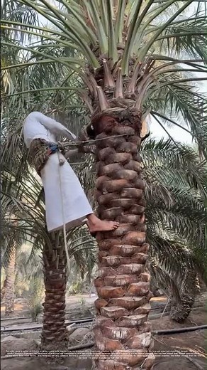 Trimming the Date Palm: A Delicate Dance of Tradition and Skill