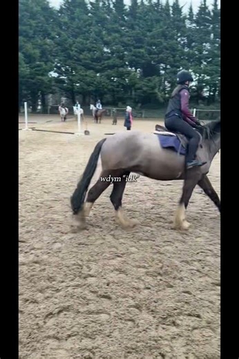 i dunno 🤷‍♀️ #horse #pony #equestrian #jumping #funny #fyppppppppシ