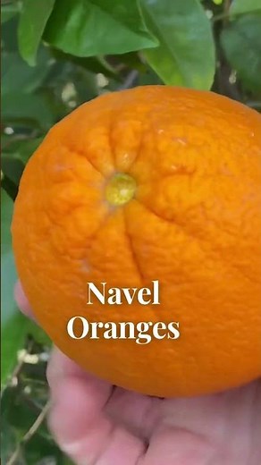 Arizona Citrus 🍊 Harvest