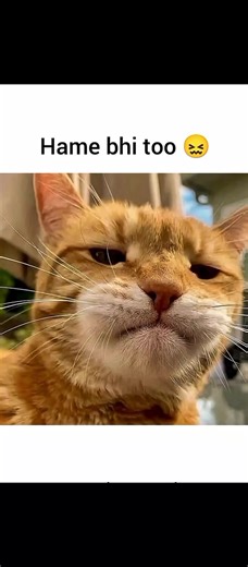 Exam Month Blues and Cat Companions