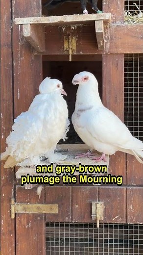 The Gentle Bird with a Hauntingly Beautiful Call 🕊️ #shorts #factopedia #dove #bird #nature #north
