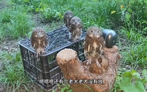 被一群猫头鹰包围了，家门口已经有十一二十只猫头鹰了！