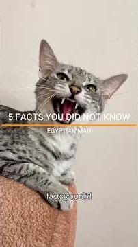 FACTS YOU DID NOT KNOW ABOUT THE EGYPTIAN MAU. #egyptianmaucat #catfacts #catlove #petfacts