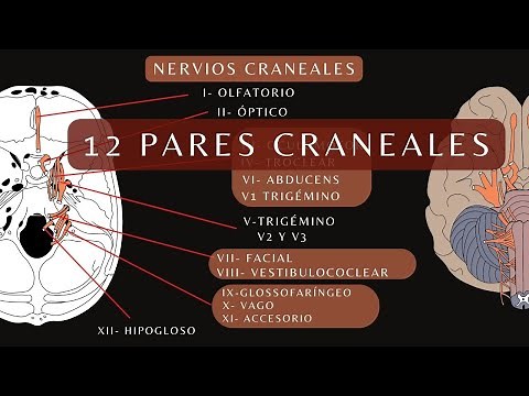 12 Pares Craneales y Agujeros de la Base del Cráneo: FÁCIL, Anatomía Humana #Anatomía #cráneo
