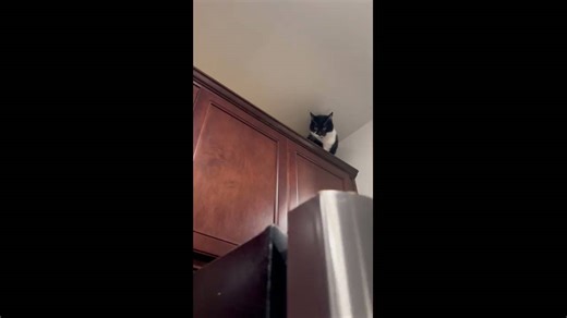 Cat Evie stalks owner from cabinet in funny moment in Winchester, England, UK