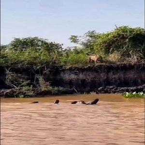 Amazing Animals World | Colombia Paradise