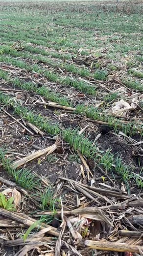 🌾🌾It is cover crop season and my cereal rye is looking good. I uploaded my field picture into the grazing calculator in preparation to turn the cattle out on. This holistic approach with animals and plants provides beneficial soil health and provides an inexpensive way to feed the cattle. #Regenerative agriculture #Soil health | Pomerenke Provisions