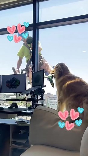 322K views · 9.4K reactions | “Sir, when you have a free moment, are you available for a quick game of 'fetch'?"  (Via - Rebekah H.) | Try Not to Laugh | Facebook