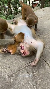 Monkey Habit-They Always Do In Their Free Time | TV Monkey