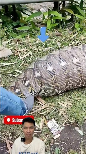 Capture giant python attacking livestock in village #snake
