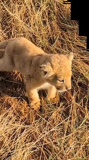 How Cute are they? 5 Amazing Facts About Lion Cubs Lion cubs are the heart of the pride, relying completely on the collective care of the female lions. Their journey from helpless newborn to skilled hunter is a fascinating chapter in the savanna's story. Here are five key facts about the lives of lionesses and their cubs: Secret Beginnings: A lioness leaves the pride to give birth, hiding her litter of two to four cubs in dense cover for up to eight weeks. They are born blind, weighing only abou