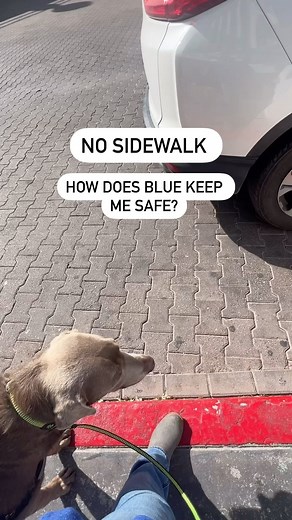 18K views · 685 reactions | Guide dogs in the United States are...