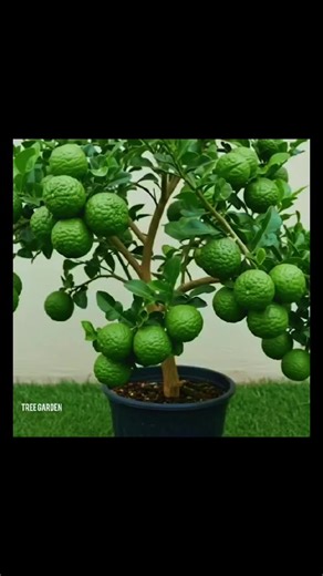 #🌿Best trick to grow of kaffir lime _ How to grow kaffir lime tree grow faster!@sulimankhanuk1 #lnnovating☝️gardening