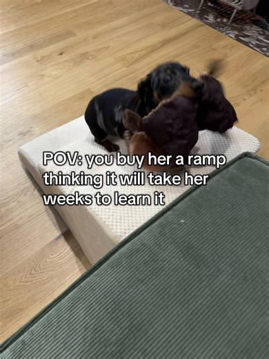 Gigi's Sofa Ramp Adventure Day 1