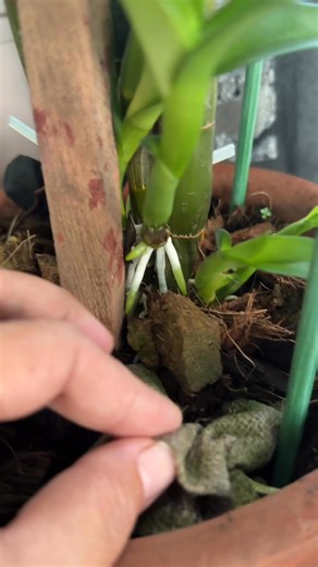 “More keikis, more life! 🌿✨ Using a slow-release fertilizer like Osmocote helps provide steady nutrients over time — supporting stronger canes, healthier roots, and more baby keikis in my Dendrobium.” #OrchidCare #DendrobiumLovers #PlantEducation #OsmocoteBenefits #KeikiGrowth #HealthyOrchids #OrchidTips #PlantitaVibes #BloomWithCare #GlobalPlantCommunity | Jenelyn Declaro
