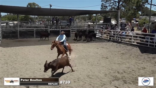 𝟮𝟬𝟮𝟱 𝗣𝗿𝘆𝗱𝗲'𝘀 𝗘𝗮𝘀𝗶𝗳𝗲𝗲𝗱 𝗪𝗮𝗿𝘄𝗶𝗰𝗸 𝗚𝗼𝗹𝗱 𝗖𝘂𝗽 REFLEX (by Acres Destiny) & Peter Boulton are through to Rd2 of The Cup with a score of 91 (23 64 4), a position they share with 8 others. They're just one point off the pace going in to Friday's Rd2. Good luck Peter. Video thanks to Warwick Show and Rodeo Society Inc | Select Sires