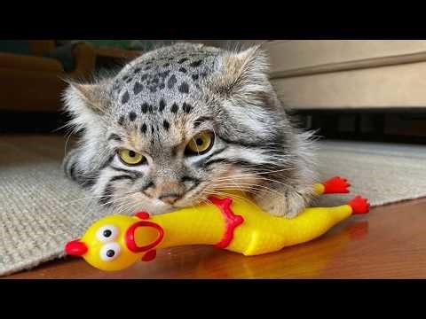 We Rescued The World's Most Dramatic Wild Pallas's Cat Baby to Adult Transformation