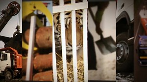 In the forests of northern Sweden we meet Roger Henriksson, a timber truck driver who participates in the Swedish research project One More Pile. The aim of the project is to change the Swedish load limit legislation to allow vehicle combinations of up to 90 tonnes and 30 metres in length instead of today’s 60 tonnes and 25 metres. Driving with a 50% larger load increases efficiency and cuts carbon emissions by 20% compared with a traditional timber vehicle combination. Watch how Roger handles t