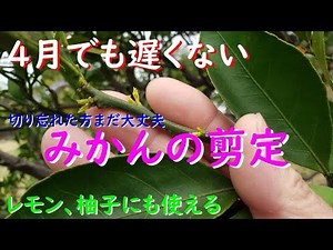 【切り忘れた方安心してください！】４月でも遅くないみかんの剪定を解説します（レモンや柚子にも使える）