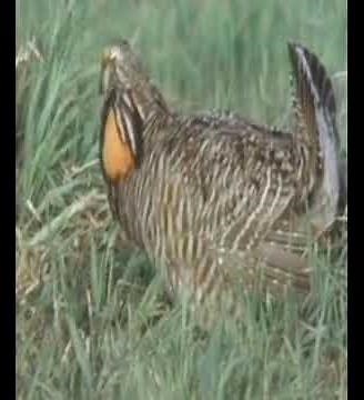 Prairie Chickens In Their Natural Habitat #nature #wildlife #wildlifeanimals