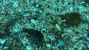 Diving deep into science 🌊🔬 — where marine life meets chemistry! Discover how our students are expanding their learning one experiment at a time. https://www.bellarmineprep.org/student-experience/academics/academic-programs/marine-chemistry #MarineChemistry #researchandscholarship | Bellarmine Preparatory School